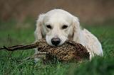 GOLDEN RETRIEVER 1020